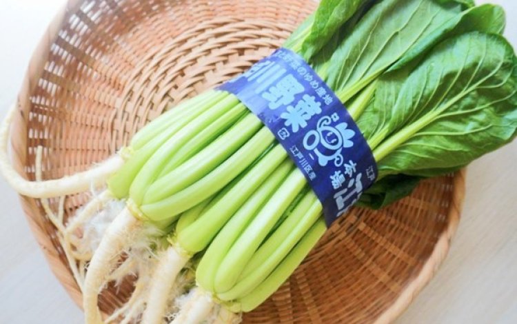 『切って楽しむ東京野菜』