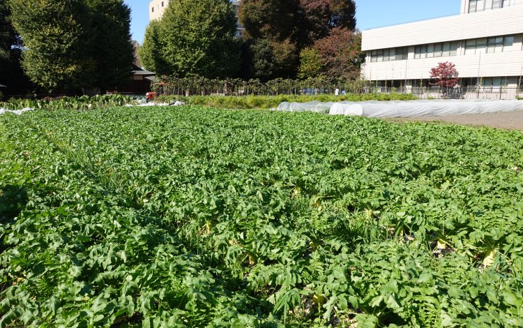 地域社会との緩やかなつながり