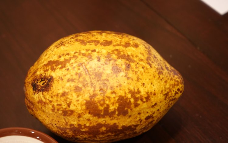 小笠原・父島産の『生カカオ』で、チョコレートを作ろう！