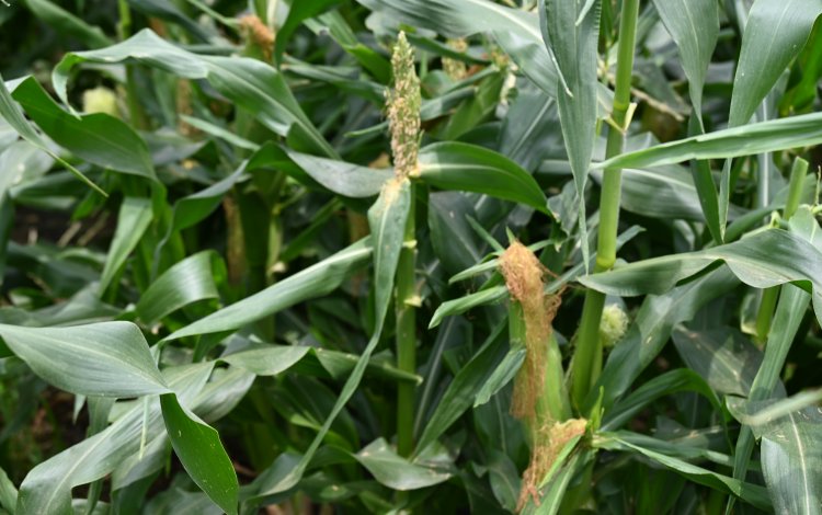 【直売所情報まとめ】