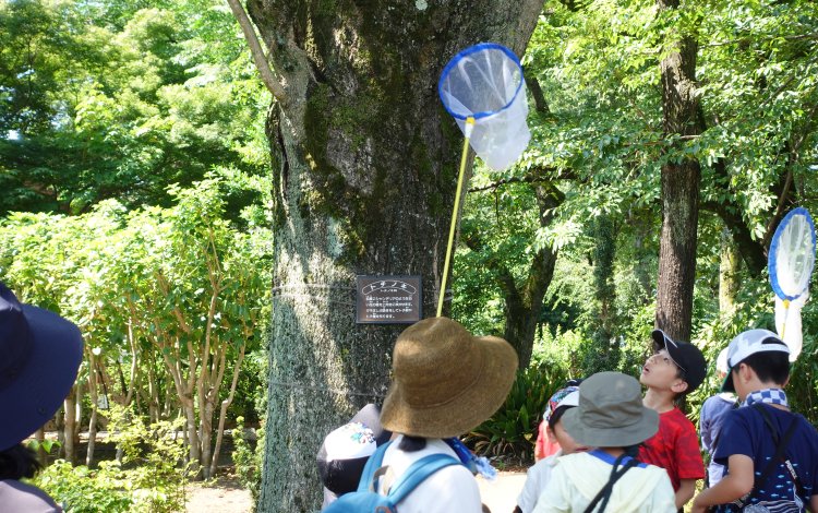 『森林ふれあい教室「夏の昆虫観察会」』が開催されました。