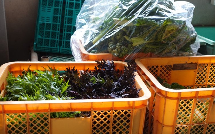 有機JASとコミュニティ型のCSAの複合経営を目指す