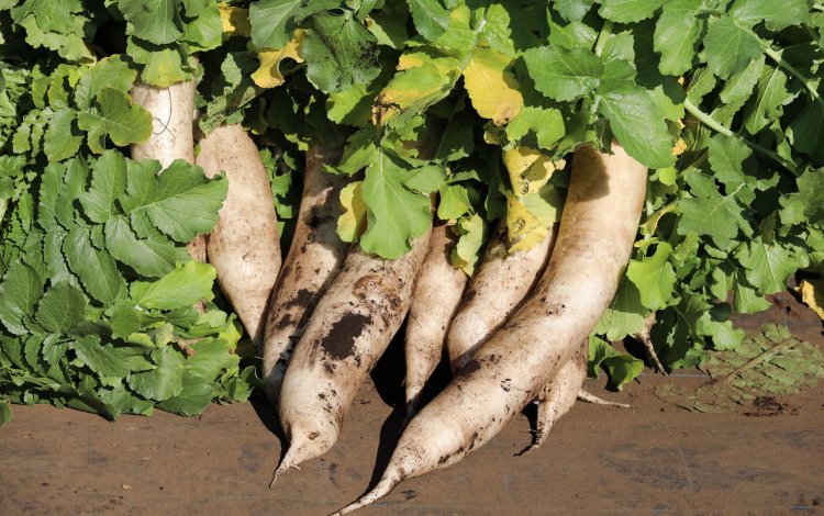 練馬大根引っこ抜き競技大会の原点とは？