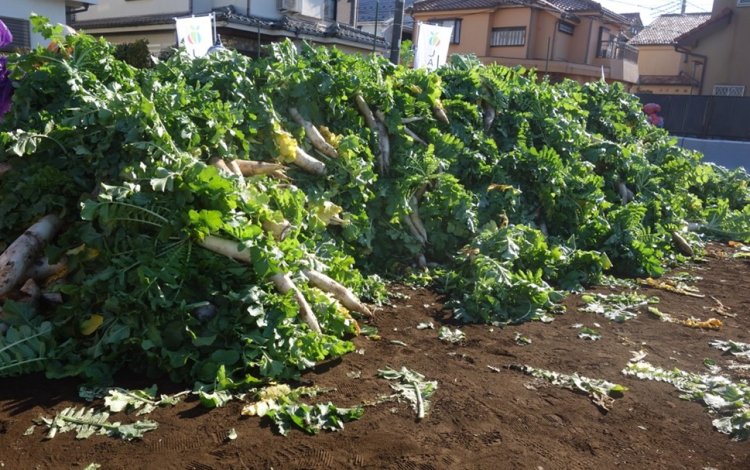 【取材後記】実際、「練馬大根引っこ抜き競技大会」はファンを増やし、都市農業を発展させている。