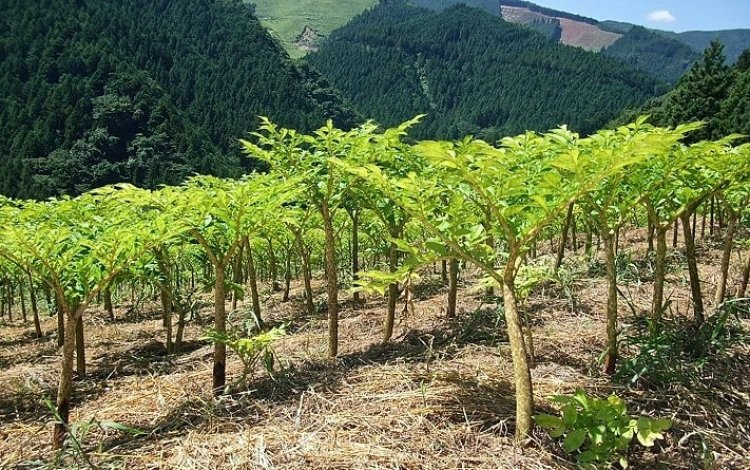 檜原村はコンニャクイモの産地