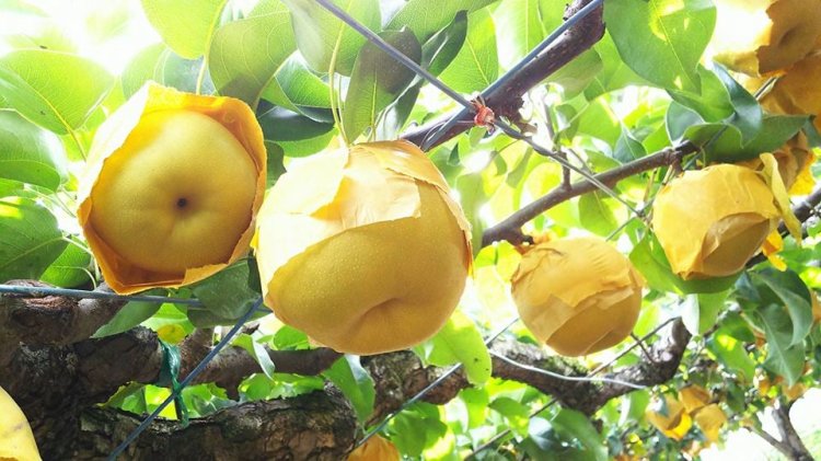 東京はじつはナシの名産地