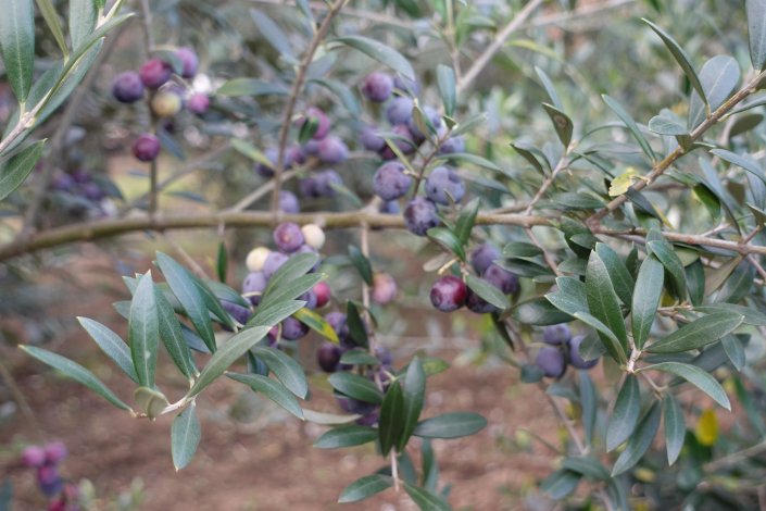 オリーブの木から思いついた新しい挑戦