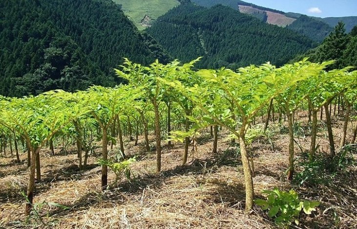 檜原村に根づくコンニャク芋の栽培