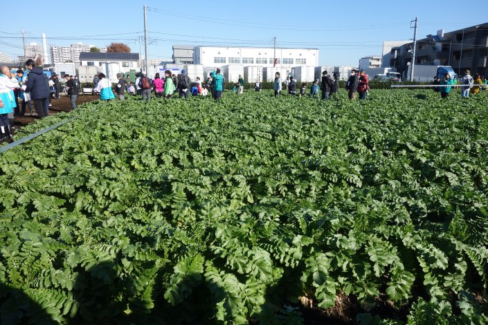 冬の訪れを告げる、5,000本の「緑の海」