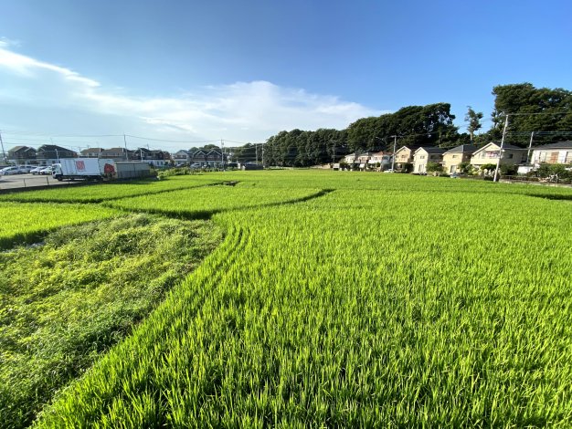 「東京まんなか水田 やぼたん」プロジェクトとは