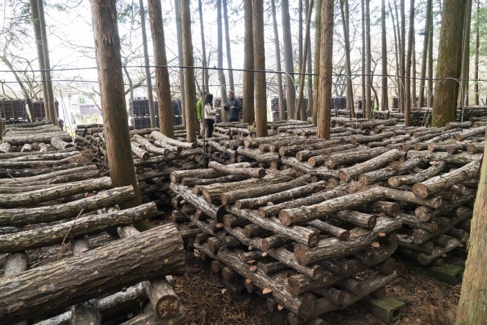 しいたけが守る、森の循環