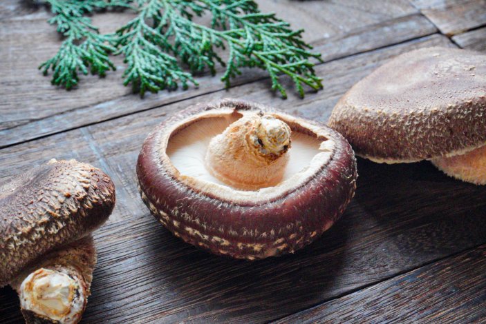 一個のしいたけから広がる「東京の森」