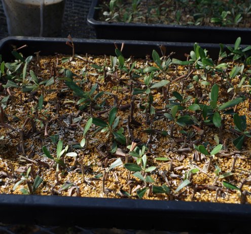 東京の「みどり」を育てる植木生産農家　「天神山須藤園」