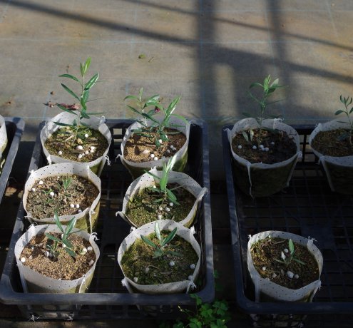 東京の「みどり」を育てる植木生産農家　「天神山須藤園」