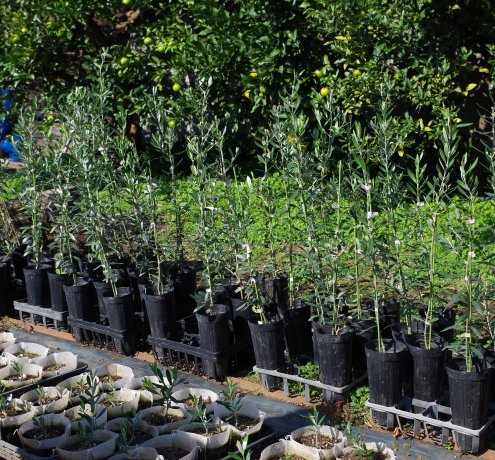 東京の「みどり」を育てる植木生産農家　「天神山須藤園」