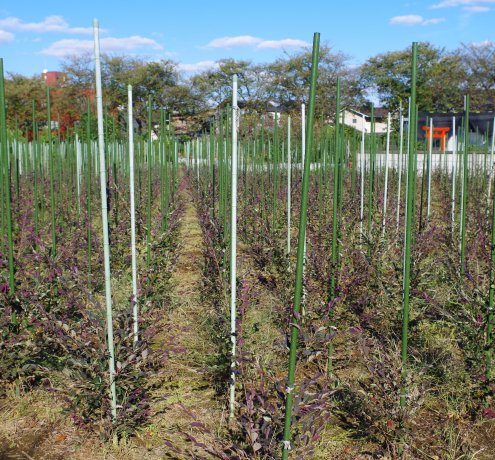 東京の「みどり」を育てる植木生産農家　「天神山須藤園」