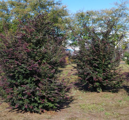 植木生産者は、耐えるのが仕事。