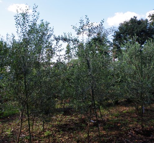 植木生産者は、耐えるのが仕事。