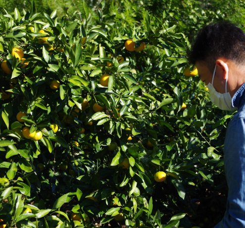 果実の加工品販売にチャレンジ