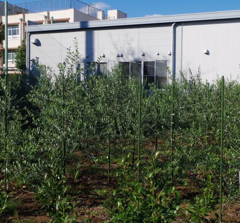 東京で初めてのオリーブオイル加工にチャレンジ