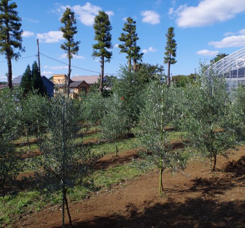 東京で初めてのオリーブオイル加工にチャレンジ