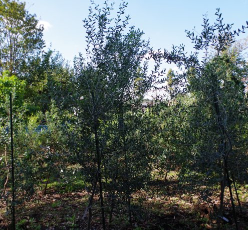 東京で初めてのオリーブオイル加工にチャレンジ