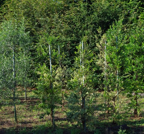 植木生産者は、耐えるのが仕事。