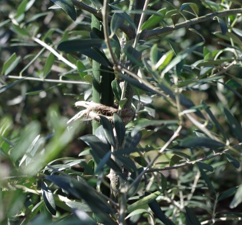 植木生産者は、耐えるのが仕事。