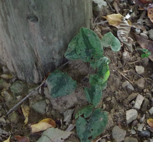 愛宕山分岐点へ向かいます