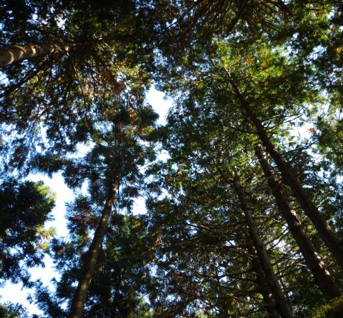 馬引沢峠から駒木町へ