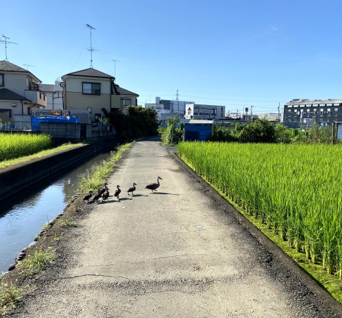 世界で注目されるアーバンファーミング（都市農業）