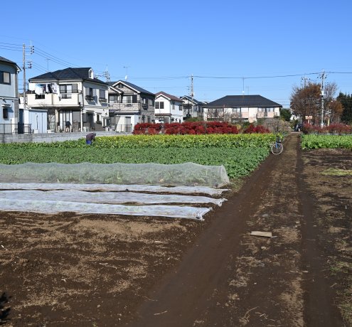 世界で注目されるアーバンファーミング（都市農業）