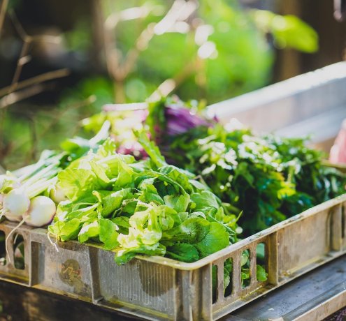 新鮮な野菜と一緒にこくベジ便が届けるもの