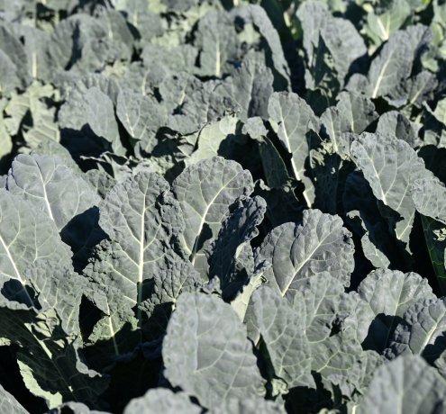 地域交流のための直売所