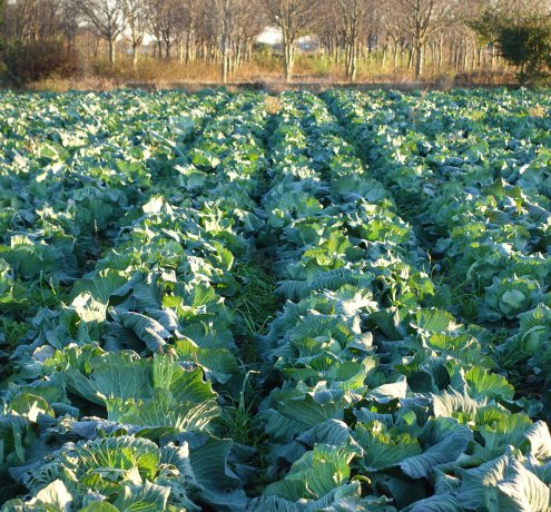 東京では希少な「有機ＪＡＳ認証」ヤナガワファーム