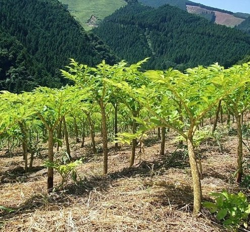 檜原村に根づくコンニャク芋の栽培