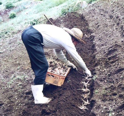 檜原村に根づくコンニャク芋の栽培