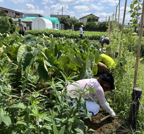農作業ボランティア体験と登録説明会