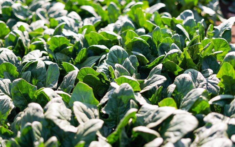 中屋農園の販路の変化とその背景