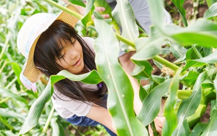 農園名物・ピクニックコーンは、あまりのおいしさに大口注文も！？
