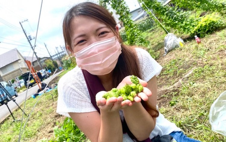 摘み取ったホップが、いよいよビールに！