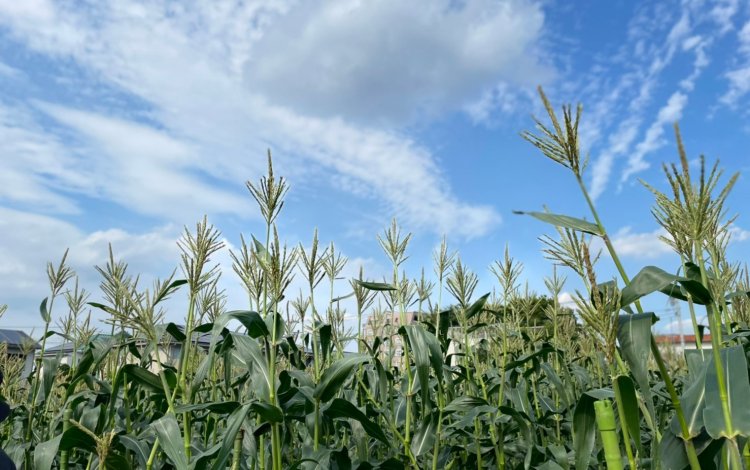 ① 元料理人・元サラリーマンというバックボーン