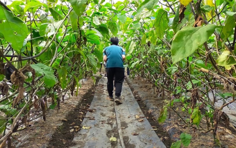 【国立市】田んぼで育てられるナス。名人が作る美しいナスの秘密に迫る！
