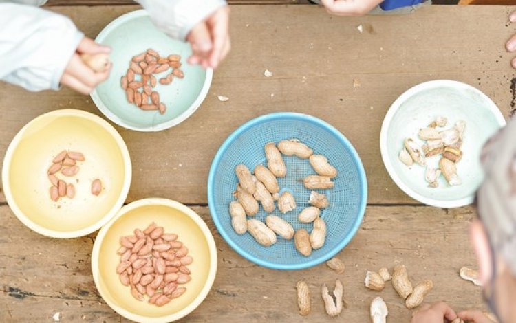タネ？苗？ 野菜によって異なる最初の姿