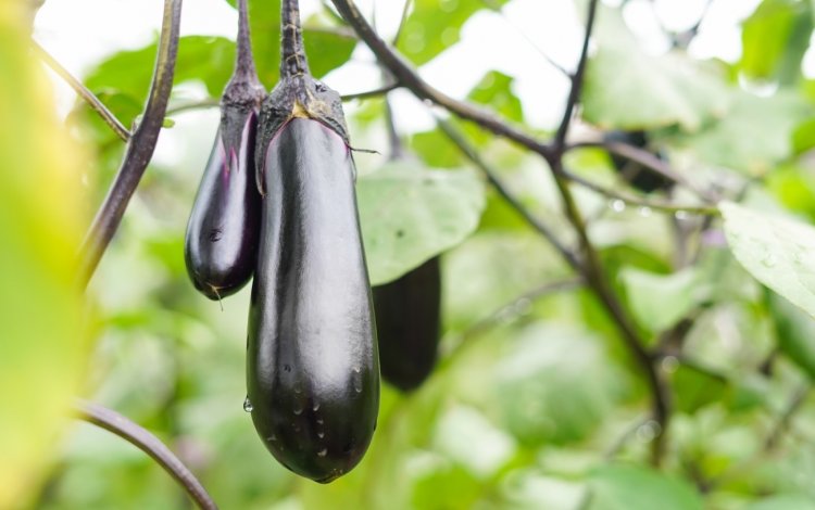同じ畑に「通う」ことで、野菜から季節の移ろいを感じる