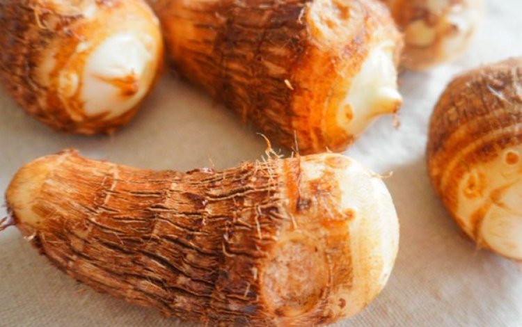 サトイモの皮はどんな触り心地かな？