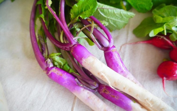 白、赤、紫、緑…根菜で色遊び！