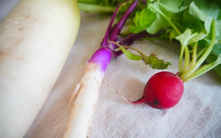 カラフルな大根とカブをじっくり観察して、調理して、味わってみよう！