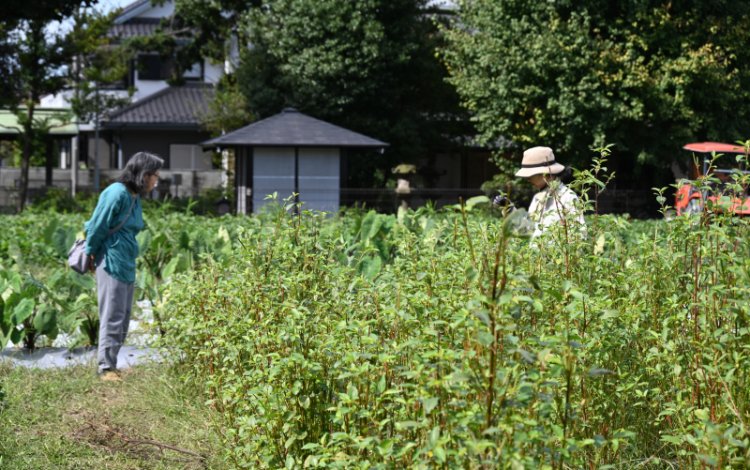 収穫の喜びを体験することの意味