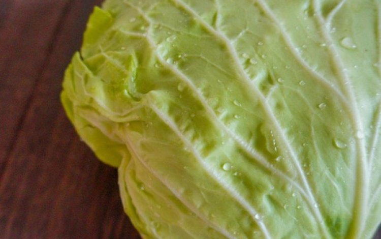 キャベツをじっくり観察して、切って、味わってみよう！